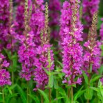 Vrbica vŕbolistá (Lythrum salicaria) – výška 10–15 cm, kont. C2L